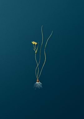 Ornithogalum Spathaceum