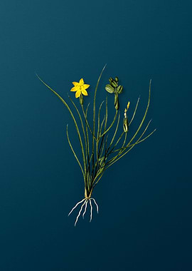 Golden Blue eyed Grass