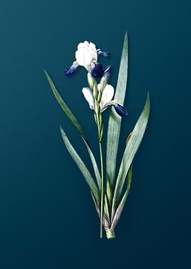 Tall Bearded Iris Vintage