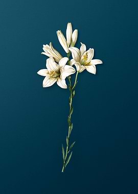 Madonna Lily