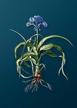 Vintage Iris Scorpiodes