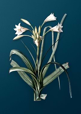 Malgas Lily