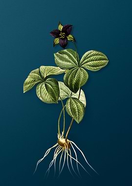 Trillium Rhomboideum Flora
