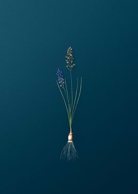 Autumn Squill on teal