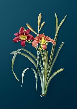 Vintage Orange Day Lily