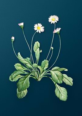 Blooming Daisy Flowers