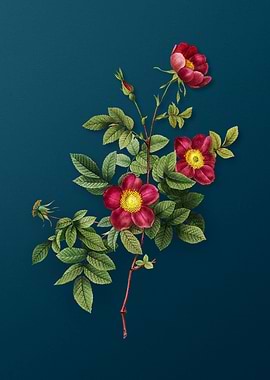 Blooming Alpine Rose