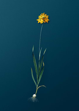 Vintage Orange Ixia Flower