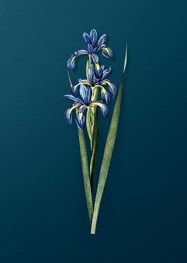 Blue Iris