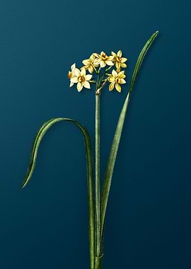 Cowslip Cupped Daffodil