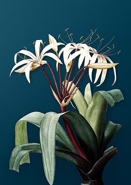 Crinum Erubescens