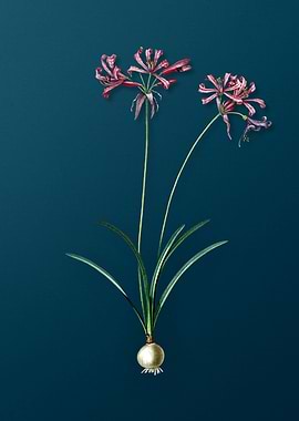 Vintage Nerine Flower