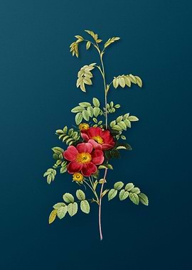 Blooming Alpine Rose