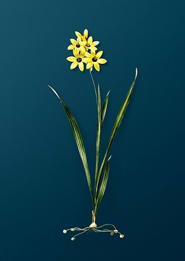 Ixia Fusco Citrina
