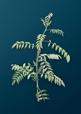 Flowering Indigo Plant