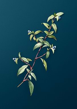 Birdbill Dayflower on Teal