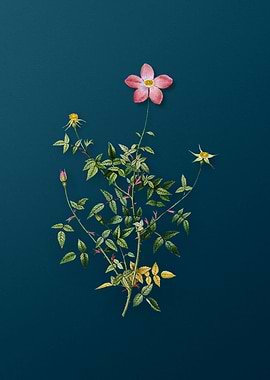 Single Dwarf Chinese Rose