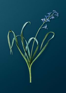 Vintage Dutch Hyacinth