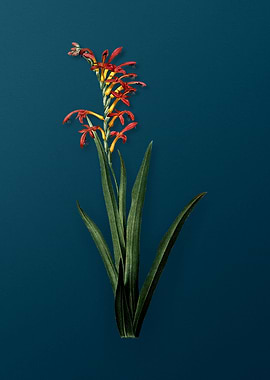 Antholyza Aethiopica