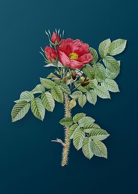 Classic Kamtschatka Rose