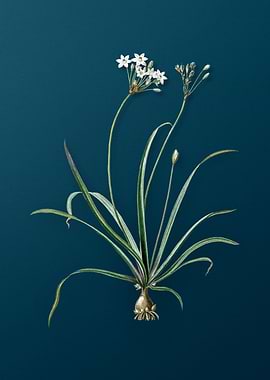 Allium Fragrans on Teal