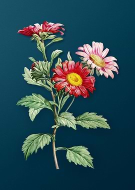 Blooming Red Aster Flowers