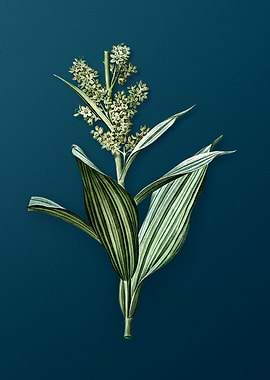 Antique False Helleborine