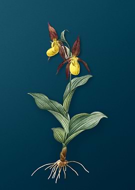 Ladys Slipper Orchid