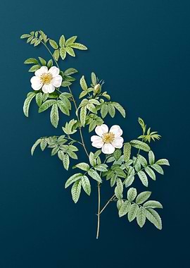 Blooming Musk Rose on Teal