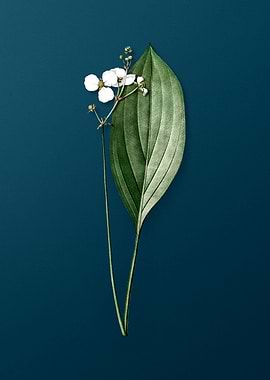 Bulltongue Arrowhead