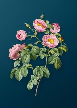 Tomentose Rose Florals