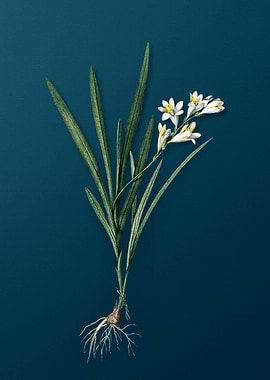 Gladiolus Xanthospilus