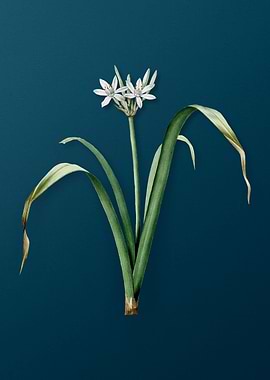 Small Flowered Pancratium