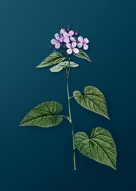 Morning Glory Flower