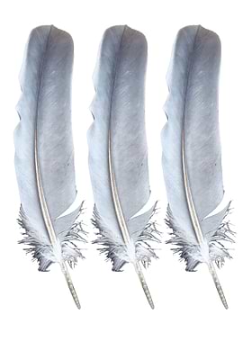 Three Feathers Light