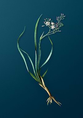 Antique Phalangium Bicolor