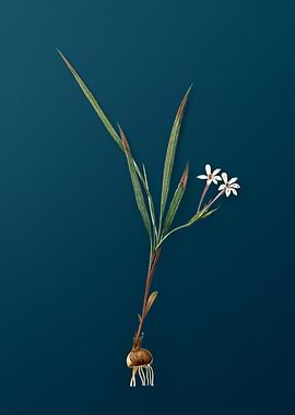 Gladiolus Inclinatus