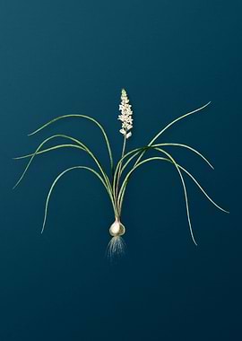 Lachenalia Angustifolia