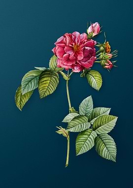 Pink Francfort Rose Floral