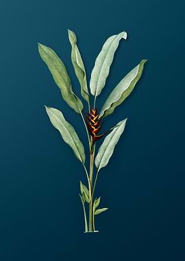 Antique Parrot Heliconia