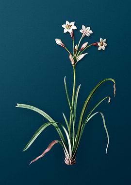 Crytanthus Vittatus Flower