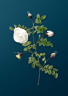 Silver Flower Hispid Rose