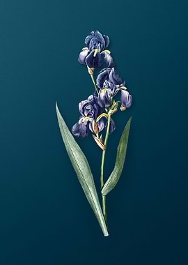 Dalmatian Iris Flowers
