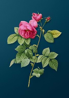 Pink Bourbon Roses Flower