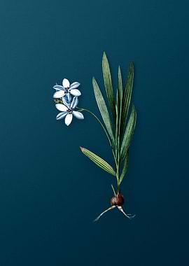 Vintage Gladiolus Plicatus