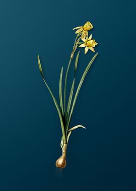Narcissus Calathinus