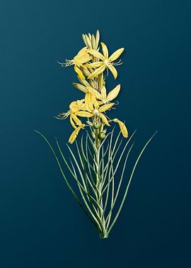 Blooming Yellow Asphodel