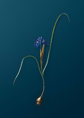 Barbary Nut on Dark teal