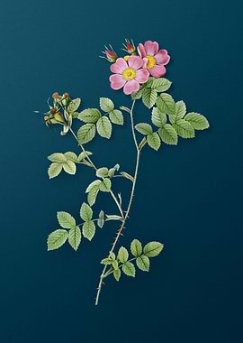 Pink Sweetbriar Roses