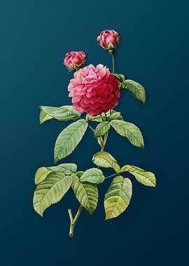 Agatha Rose in Bloom